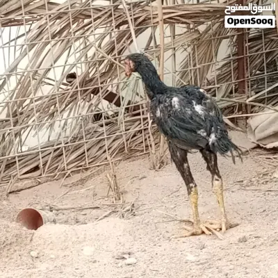 دجاج هندي مخاليف 2