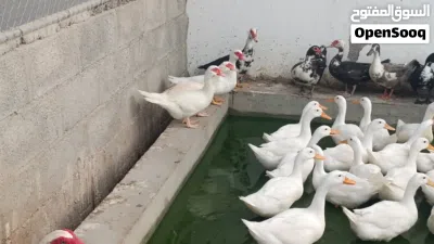 Chicken Duck Rabbit best and fresh from the Farm 4