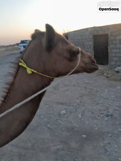 بكره باطنيه اصل 2