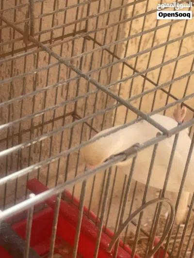 ذكر روز بينو عين حمراء 2