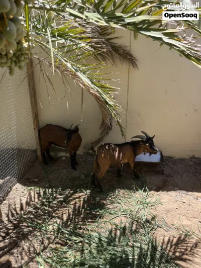 زوج الماعز القزم 2