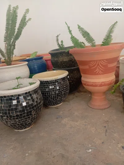 نباتات زراعيه زينه و مستلزماته 4