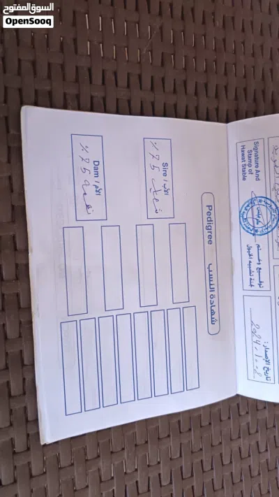 فرس الله يبارك 3