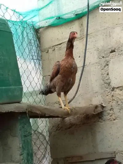 ثلاث طقوم باكستاني 2