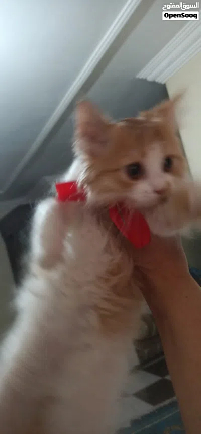 قطط شيرازي للبيع 2