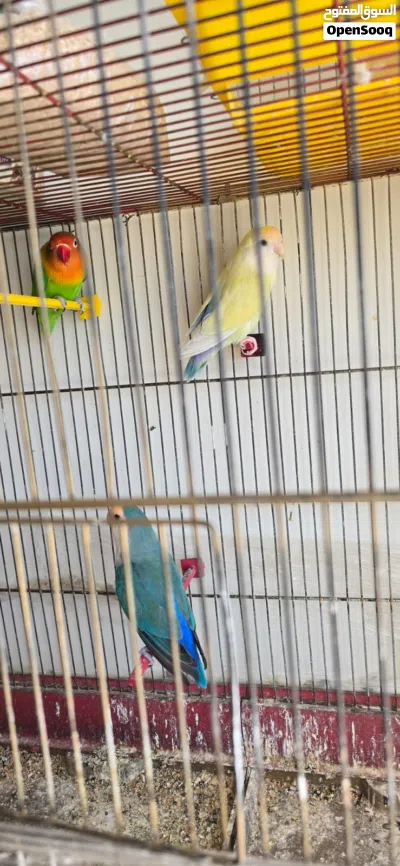ما شاء الله تبارك الله، الصلاة على النبي الحبيب. للبيع 3 طيور ببغاء روز نضاف نضاف، 2