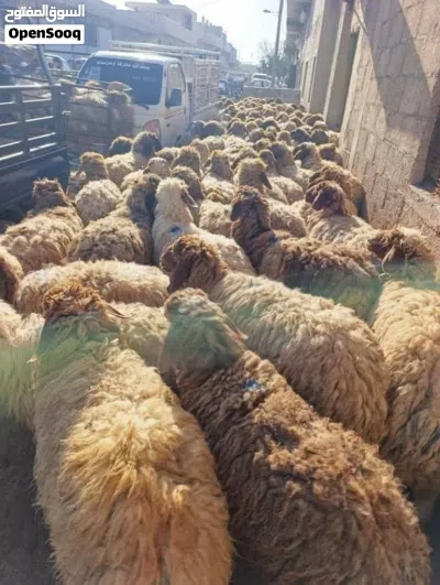 اضاحي عقيقه نذر تلبية جميع المناسبات افضل الانواع وحرق اسعار حرقنا السوق 2