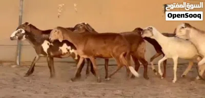 جعد سودانيات تبارك الرحمن احجام ضخمه وفي مهجنات تهجين قوي وأحجام بدون الفحل 3