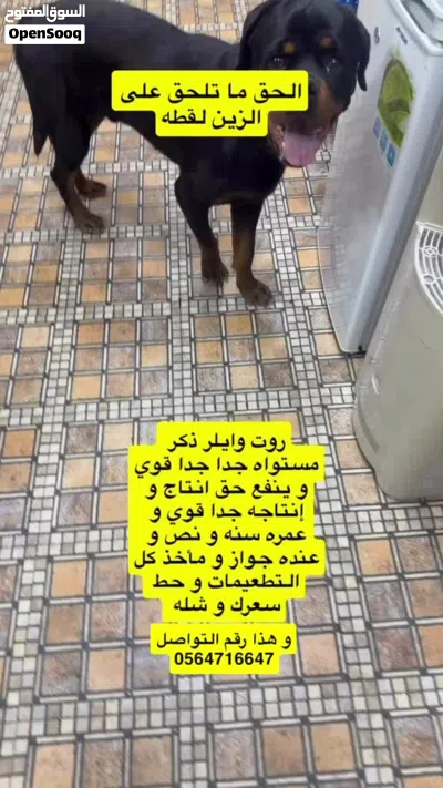 كلب روت وايلر مستوى جدا جدا قوي حط سعرك و شله و لعوب و أليف مع الأطفال 4