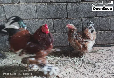 كوبية كبيرة دجاج البراهما حجم و صحة 4