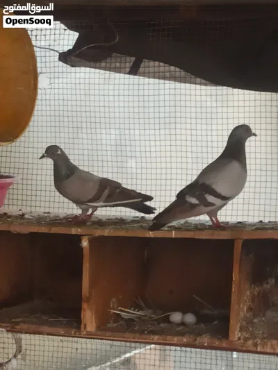 زوز كوبيات عربي للبيع 3