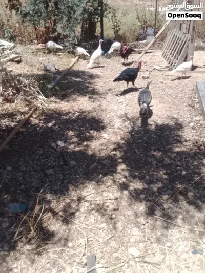 undefined 2