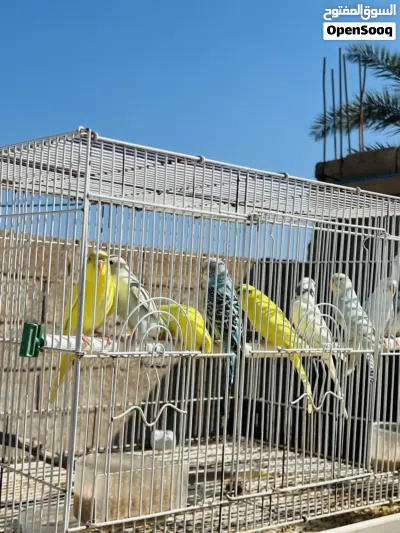 9 طروف بقالينو 2