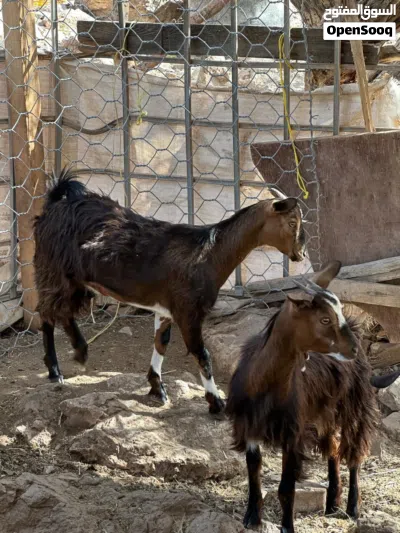 للبيع سخلات توام 3