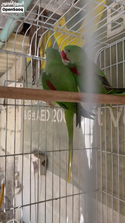 Alexandrine parrots 4