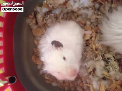 للبيع زوج هامستر لطيف ونشيط مع شرابة ماء 3