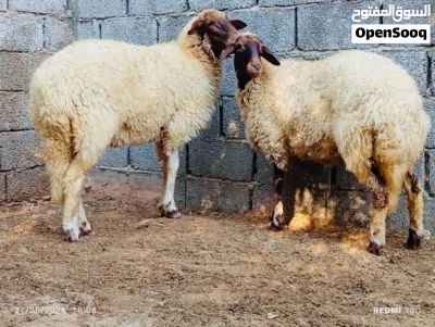 زوز تنيات برقاويات درجة اولى تبارك الرحمن 2