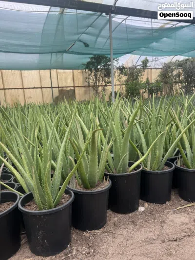 صبار ألوفيرا حجم وسط للبيع Aloe Vera Plant For Sale 4