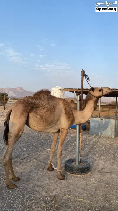 ناقه للبيع 2