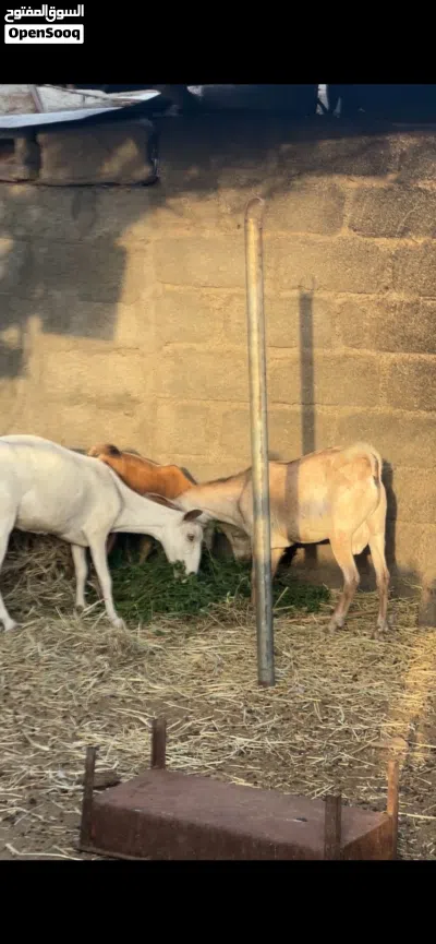 للبيع أغنام صلاليات 3
