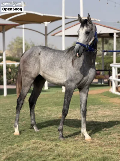 Horse for sale 2