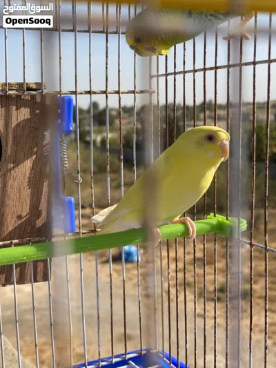 كوبيا بقلينو 2