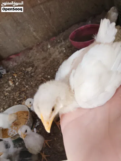 السلام عليكم افراخ البيع 4