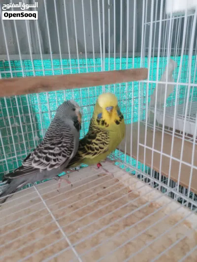 يتوفر بادجي انجليزي مجموعه ازواج منتجه 3