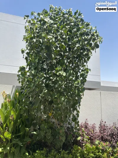 Sea hibiscus tree Around 4 meters 2