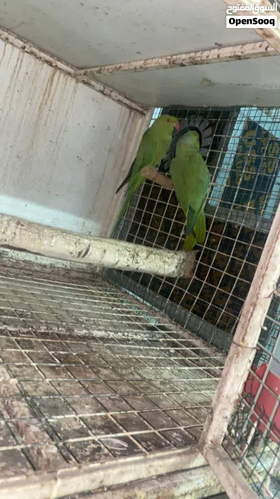 دره الاخضر 2