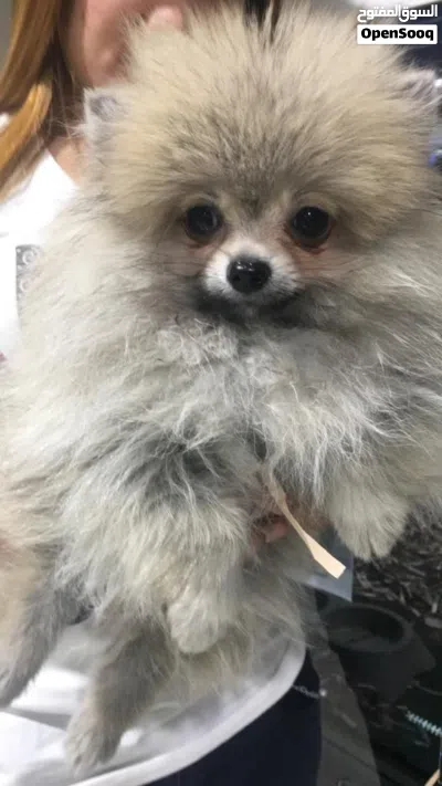 Cut Pomoranian 4 months old 2