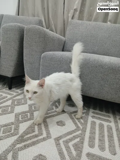 قط للبيع لطيف 2