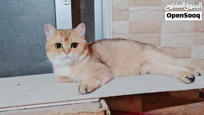 انثى سكوتش ستريت جولدن ny11 4