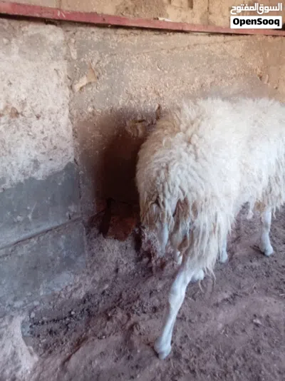 خروف مخلاع صلاة النبي عليه 4