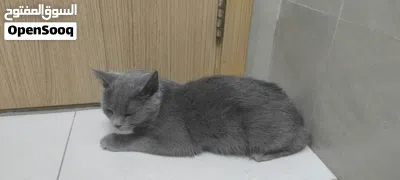 British Cat 4