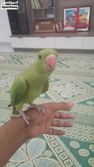 للبيع دره اليف 4