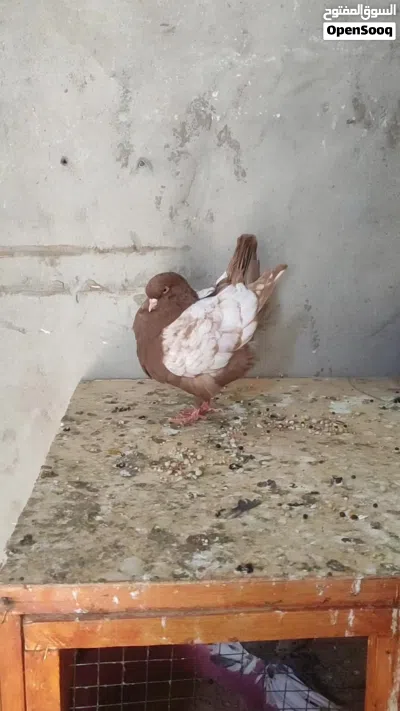 متاح انثي ميني 3