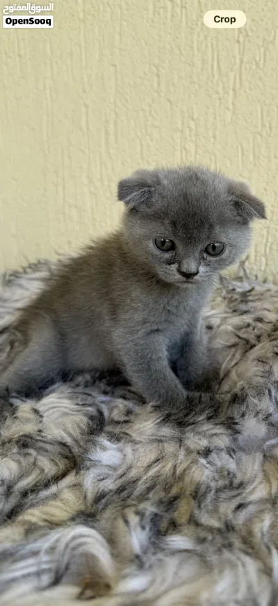قطه صغيره سكوتش فولد kitten scotch fold 2