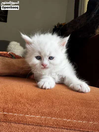 Beautiful Kittens 2
