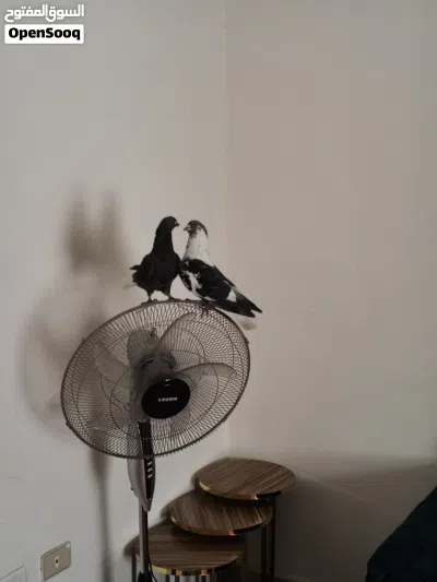 متاح جوز نوريات شغالات 2