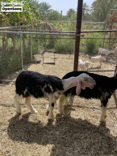 حملات نجدي بيور فاخرات صنف الصنف معرفات من جهة الاب سلالة طيبة عينك ميزانك اعمارهن اربعة اشهر 3