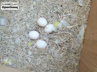 كوبية بركديلو بصحة جيدة للبيع بلقفص مصقرات بسم الله ماشاء الله 3