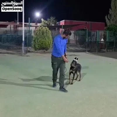 Doberman دوبرمان ذكر 3