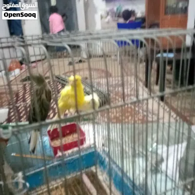 طيور كناري للبيع 4