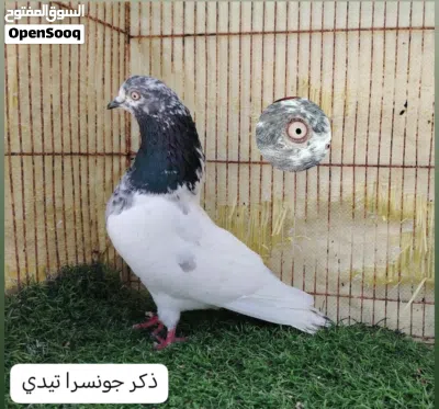 للبيع حمام باكستاني 3
