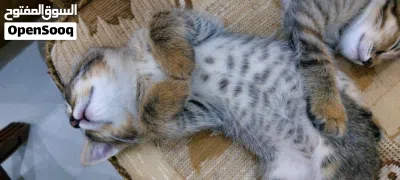 لكل من يبدأ اسمه او اسمها ب حرف M اصدار خاص من القطط مطبوع على رأسها حرف M شيرازية مع صورة الابوين 3