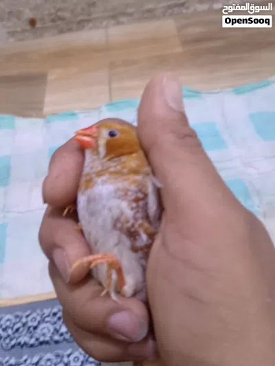 فناجس للبيع 3