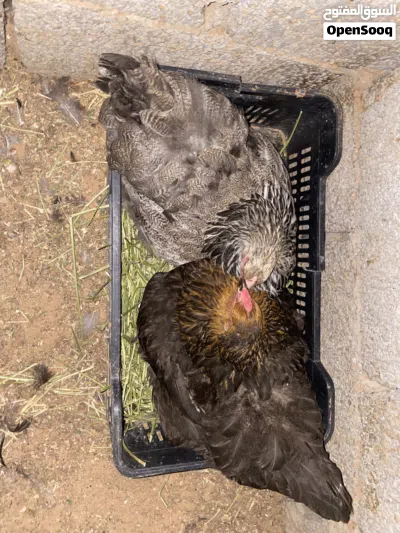 2دجاجات براهماه كركات 2