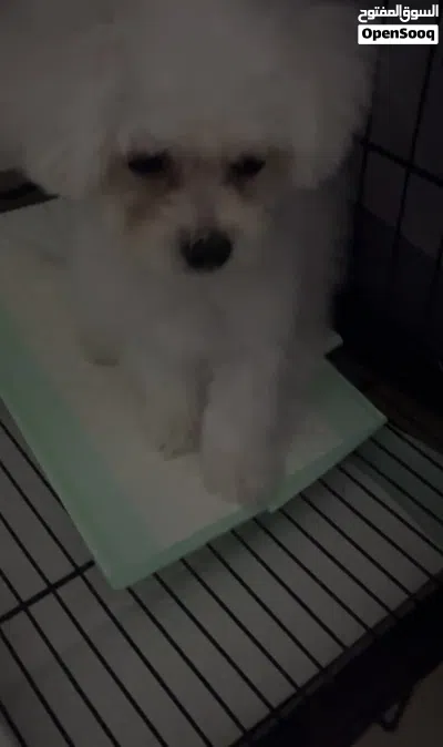 Bichon and pom بيشون فريز و بومرينين يحبون يلعبون ويوصخون ع البادز الواحد2500وقابل التفاوض للجاد 3