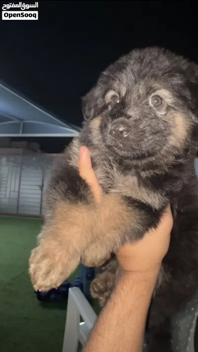 German Shepherd working line puppies for sale 3